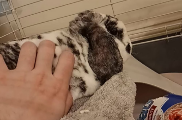 Sleepy marshmallow 🥹
