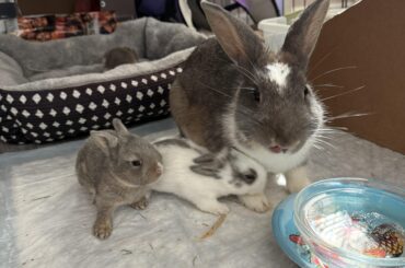 Nursing mom can't seem to handle being free fed pellets