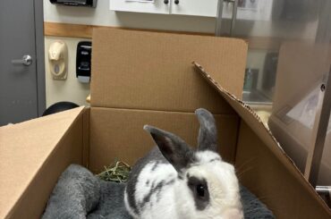 Frida’s first visit to the vet
