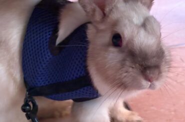 My rabbit refuses to use the litter tray outside the cage — what am I doing wrong?