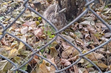 Lost Domestic (?) bunny