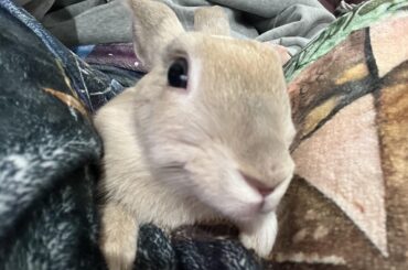 Cuddle Bunny