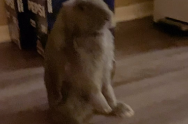 New bun after my baby passed