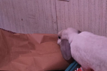 Got take out. Hank got a new bag