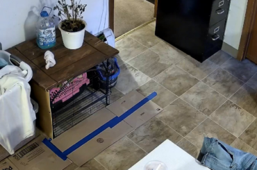 Smooth floors with free roam bunnies.