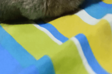 is this normal??? bloated bunny?