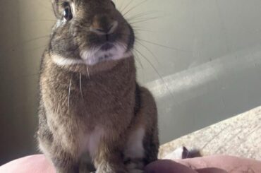 Help my rabbit turned into a parrot 🦜