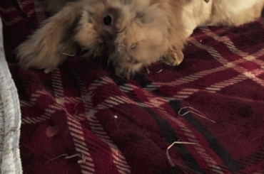 Head tilt buddies Dougal and pebbles taking a rest