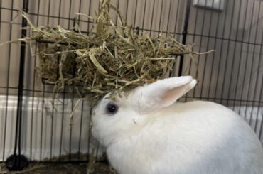 How to bond with a deaf rabbit