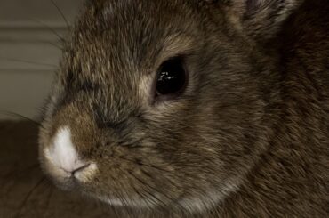 Bunny keeps chewing on everything!
