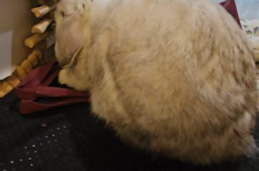 Momo da chonkiest butt floof