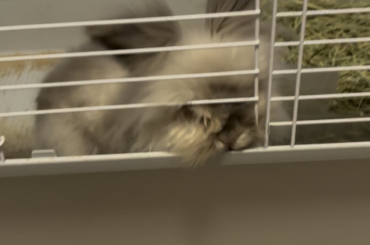 So remember how I posted a while ago that I had to cut the bar off his cage to make the jump easier for my old boy? Yeah, he figured out he can stick his nose through…