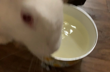 sippy noises