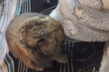 Oschon trades kisses for scritches