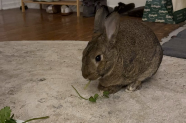 Highly recommend time lapsing your buns eating