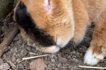 Little bun enjoying pets while relaxing