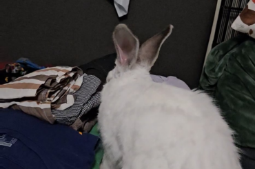 My hooms don't know how to fold clothes properly