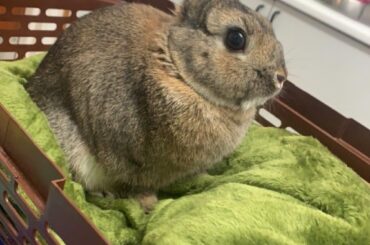 Criminal in recovery after snacking on christmas treats 😭