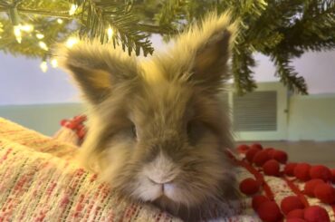 🎶Santa bunny, slip a nana under the tree, for me🎶