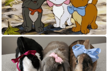 Hoppy Halloween from the Aristocats, or should I say Aristobuns!