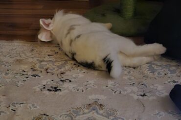He rarely flops outside of his room,but when he does,he makes sure it's as dramatic as possible