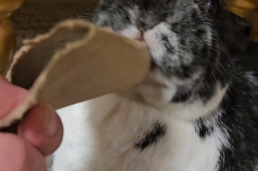 10 y/o cardboard demon