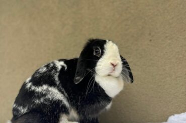 Help me pick a name for my bun