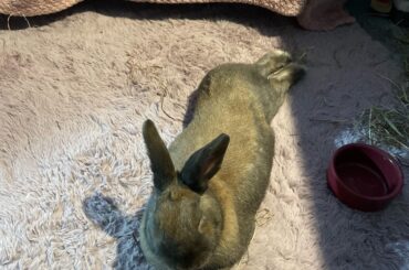 My lop rabbit