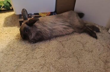 Places they decide to lay