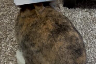 Rabbit vs empty tissue box