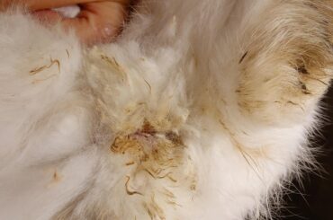 Dirty bottom and very scared bunny