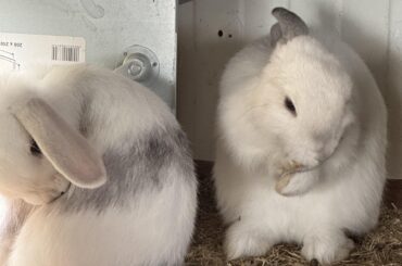 My rescues