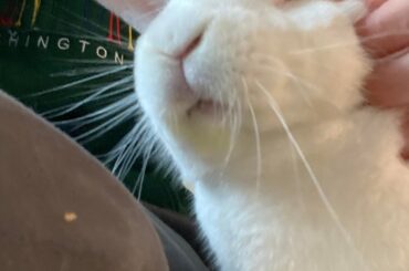 Whimsy says: Hoom, you cannot leave. You must pet all day