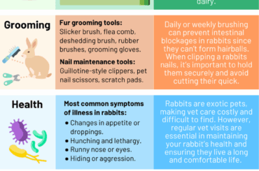 Infographics on rabbit care I made!