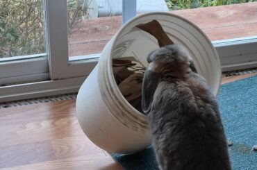 I made Thelma an “enrichment bucket” 😆 She has to tip it over and rummage through recycling to find pellets.