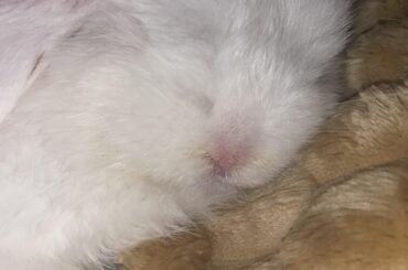 sneezing