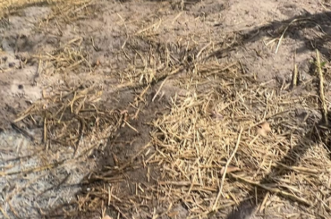 They love a nice zinnia. They are good buns.