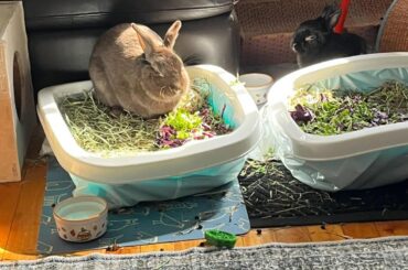 Rehomed Through Reddit: One Year of Danny