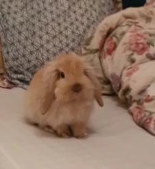 Naughty baby bunny wasn't allowed on bed and got caught