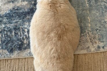 Banksy is very round how do I get him to lose weight. He is also very lazy.