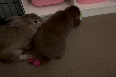 My two girls are bonded together!