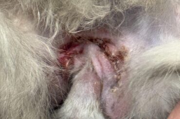 Bunny keeps grooming his neutering site