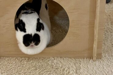 Airing out the Dewlap