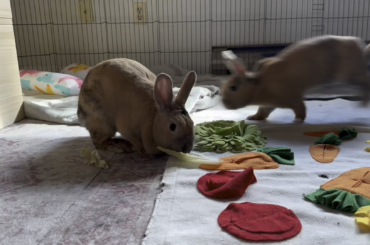 Adoptable bonded bunnies
