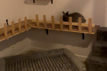 Rabbit shelf for looking out window!