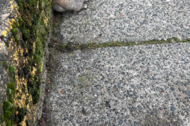 Can I take home a wild bunny as a pet?