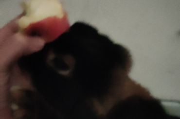 When my rabbit got his surgery, he didn't do too well and didn't eat of his own accord for four days... that is: until there was an apple in sight.