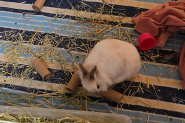 Update: my rabbit is tearing apart her play area