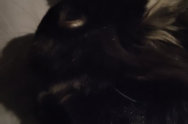 Help! What is wrong with my bunny? She started tilting her head out of nowhere