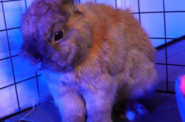 🎶Air Guitar BUNNY STYLE🐰